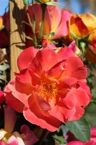 Joseph's Coat Climbing Rose | Landscape Plant Source : Landscape